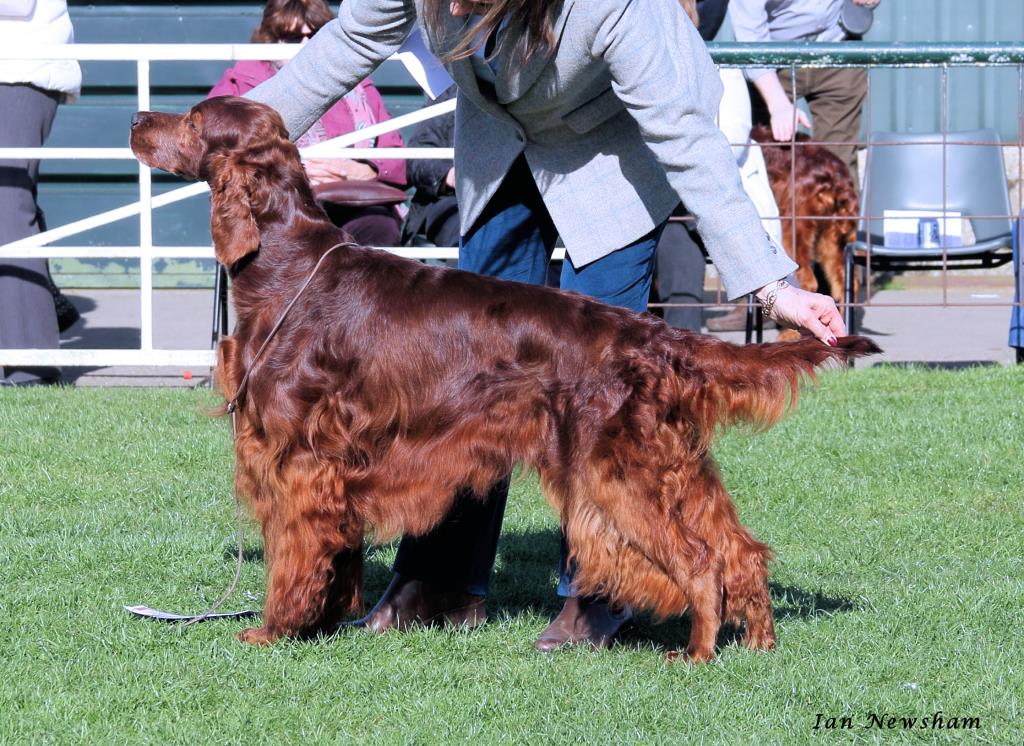 Bardonhill Irish Setters