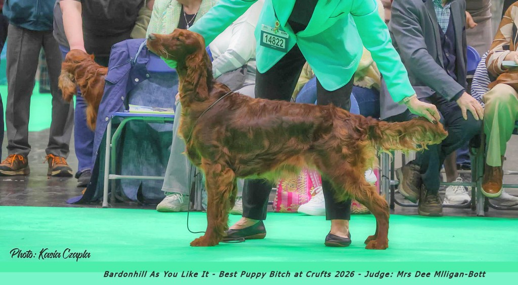 Trixie_Crufts_2026_BPB__Kasia_Czapla2